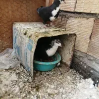 کرباتی. کرمونی