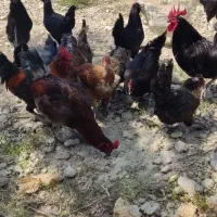 مرغ و خروس محلی