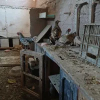 مرغ ویروس مینیاتوری،سرایت اصیل،پولک منظم|حیوانات مزرعه|مشهد, دانشگاه فردوسی|دیوار