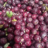 زال زالک|عمده‌فروشی|تاکستان, |دیوار