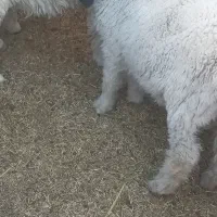 بره نر پاکستانی دم خونه ای۶ ماهه تقریبا|حیوانات مزرعه|زاهدان, |دیوار