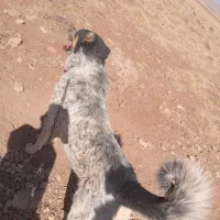 شیراز