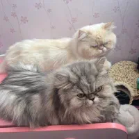 فروش گربه های پرشین