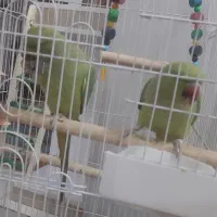 طوطی ملنگو|پرنده|آبادان, |دیوار