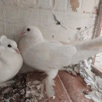 یک جفت کبوتر رواعبی سفید پاک|پرنده|قم, بنیاد|دیوار