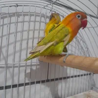 کوتوله برزیلی سرلاکی زیبا