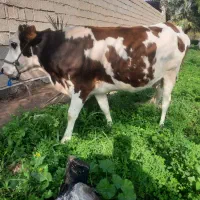 گاو سمینتال خونگی