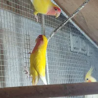 طوطی برزیلی مرغ عشق