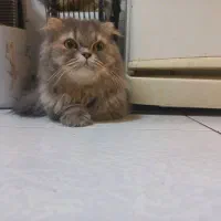 واگذاری گربه بریتیش لانگ هیر