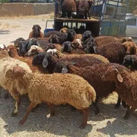 گوسفند  زنده ۱۰۰%۱۰۰ ارگانیک سالم با پلاک بهداشتی