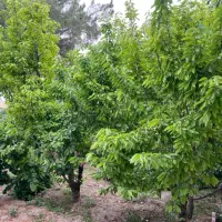 باغچه-سند-دار-سهیلیه
