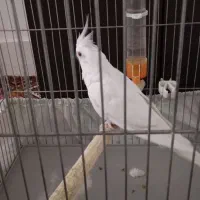 عروس هلندی|پرنده|کوهدشت, |دیوار