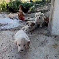 توله سگ پا کوتاه|سگ|کرمانشاه, |دیوار