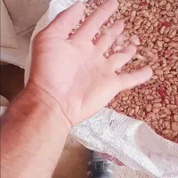 لوبیا چیتی|خوردنی و آشامیدنی|نالوس, |دیوار