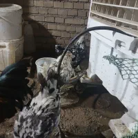 تخم مرغ نطفه گلین ریشوچهلتا