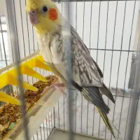 عروس هلندی|پرنده|شیراز, لاله|دیوار