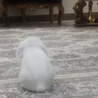 خرگوش مینی لوپ|موش و خرگوش|فردیس, سپید دشت|دیوار