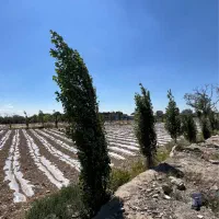 فروش-زمین-در-دهکده-پلائین