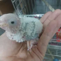 گرینچیک سرلاکی.کوتوله سرلاکی.عروس هلندی سرلاکی