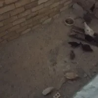 مرغ گلین|حیوانات مزرعه|شیروان (لرستان), |دیوار