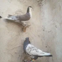 کبوتر|پرنده|زاهدان, |دیوار