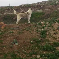 واگذاری سگ ماده|سگ|سرعین, |دیوار