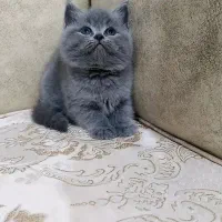 بچه گربه های مستقر در شیراز|گربه|شیراز, فرگاز|دیوار