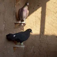 کبوتر پرشی|پرنده|سبزوار, خسروجرد|دیوار