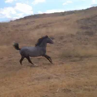 اسب عربی اصیل وزیبا|اسب و تجهیزات اسبسواری|فریدونشهر, |دیوار