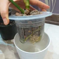 گل آگلونما برفی قاشقی افوربیا سانسوریا سینگونیوم|گل و گیاه طبیعی|تهران, صادقیه|دیوار