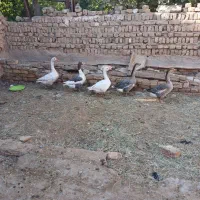 غاز درشت|حیوانات مزرعه|قزوین, |دیوار