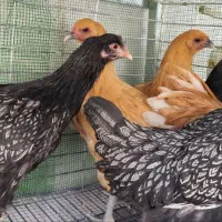 مرغ و خروس زینتی لاکدنزی