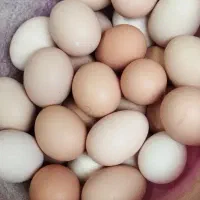 سی عددتخم مرغ برهما نطفه دار جهت جوجه کشی