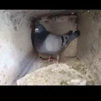 کف.یک سبز پلاکی ماده 300فروشی