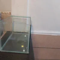 آکواریوم  ماهی