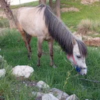 اسب|اسب و تجهیزات اسب‌سواری|همایجان, |دیوار