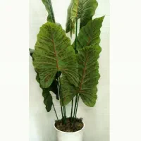 درختچه کنارسالنی|گل مصنوعی|مرند, |دیوار