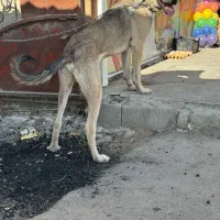 توله سرابی نر ده ماهه
