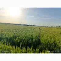 بذر گندم رقم کلکتور تضمینی