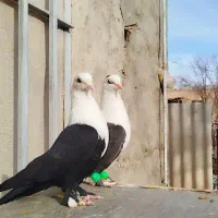 کبوترکلاغ کربلایی کله زرد الماسی سینه سیاه رنگه چپ