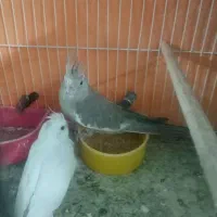 جوجه عروس هلندی