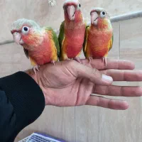 جوجه گرین چیک