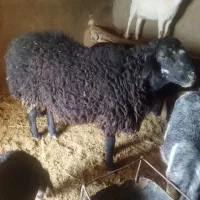 بره قوچ هترو