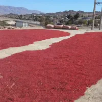 زرشک