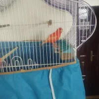 قناری‌قرمز|پرنده|هریس, |دیوار