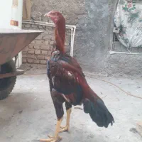 جوجه خروس لاری نسل دار|حیوانات مزرعه|مزرعه کتول, |دیوار