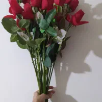 20شاخه گل رز قرمز غنچه