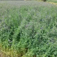 یونجه خوب و ریز قلم