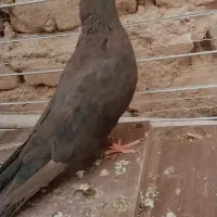 زاغ ماده|پرنده|بم, |دیوار