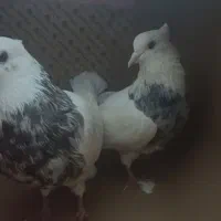 جفت کبوترطوقی الماسی وجفت طوطی برزیلی قناری ماده|پرنده|سمیرم, |دیوار